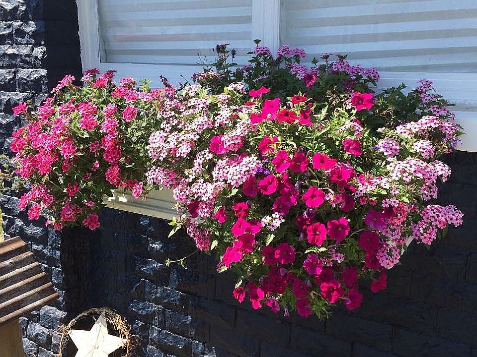 Self watering window boxe