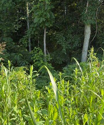 3rd image of 1350 Norwood Mount Zion Rd
