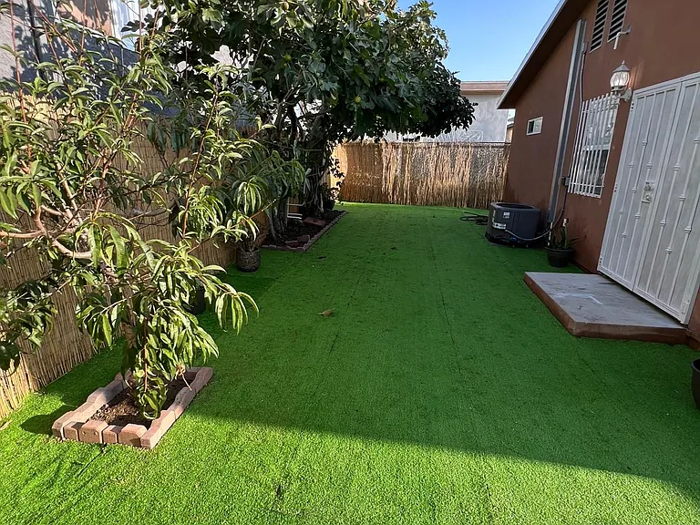 Backyard ( fig tree and peach tree )