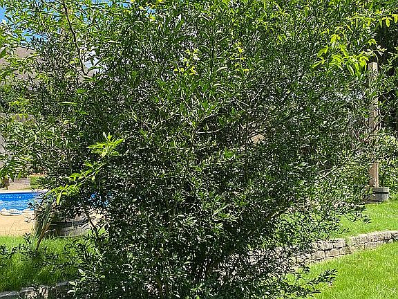 Orange Tree
