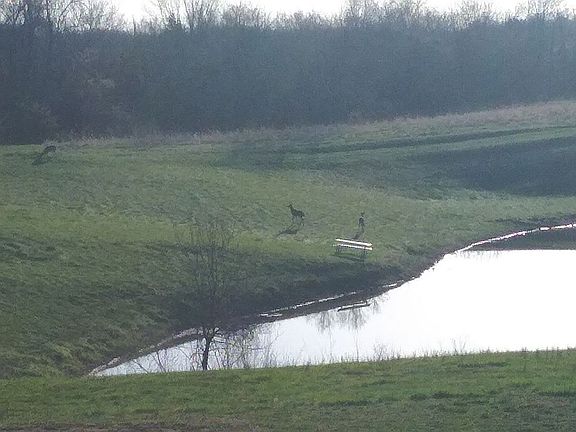 3 deer getting a drink at po