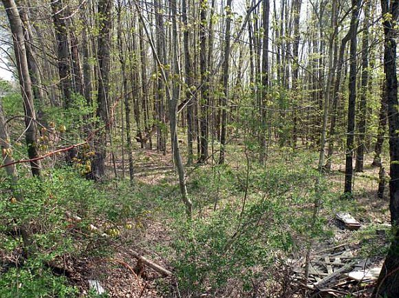 2nd image of 194 Richards Rd
