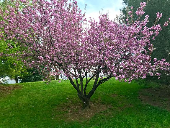 Back yard tree blooms Spring