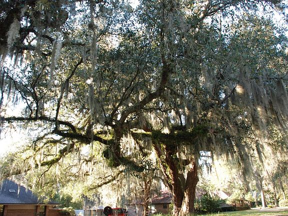 mature Oak trees