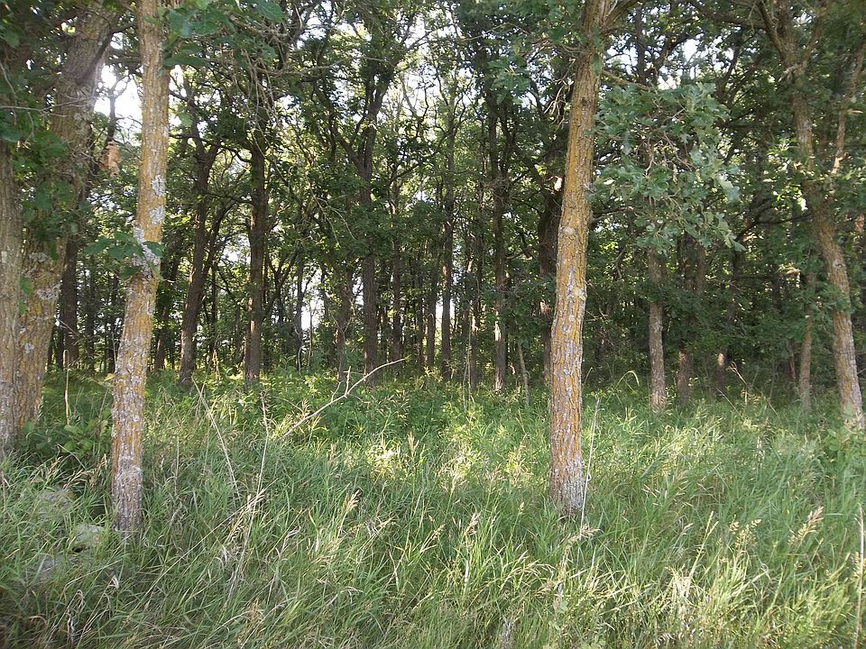 View of Woods