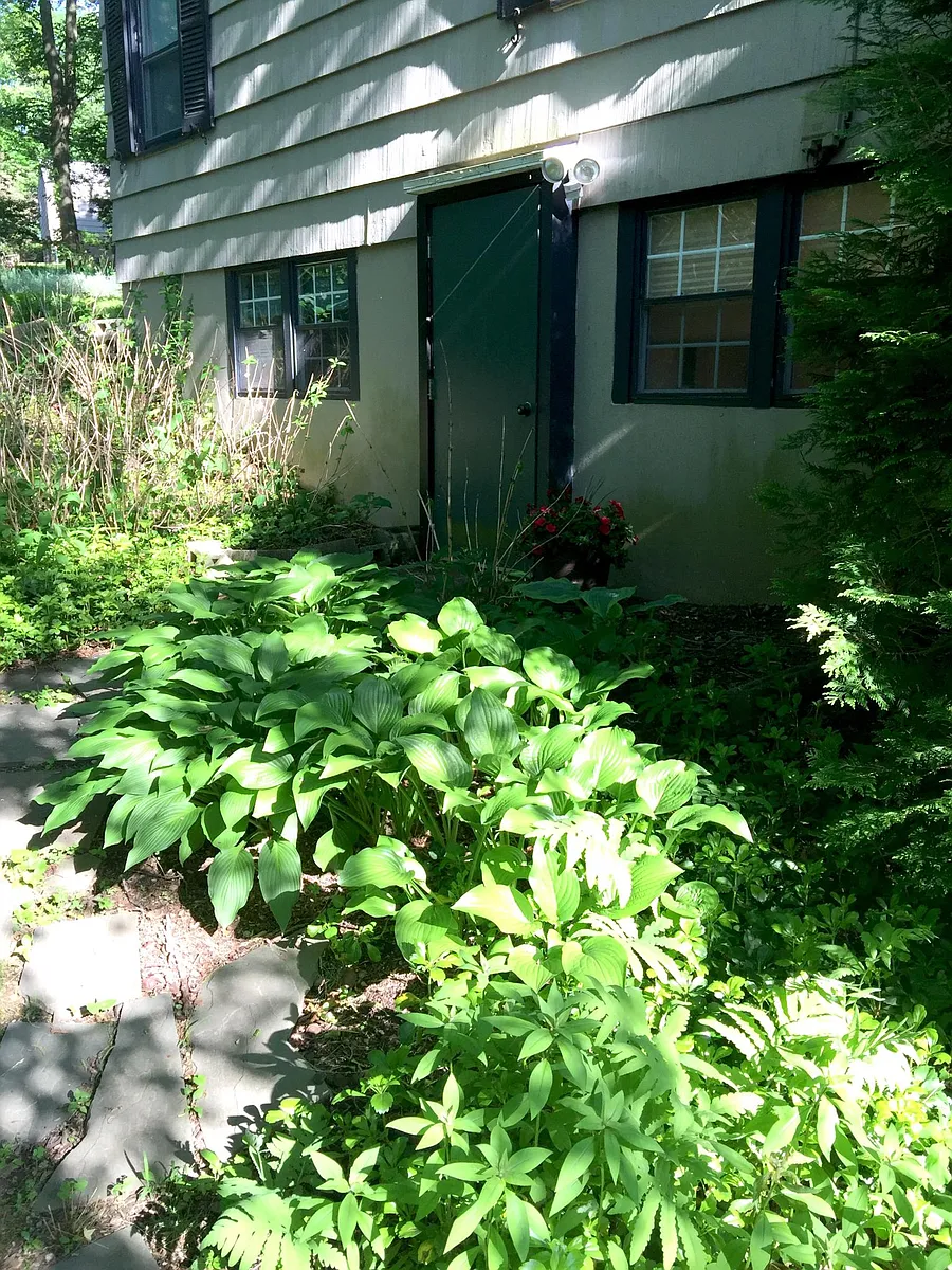 walk in basement apartment in woodsy serene area - Butternut Ct