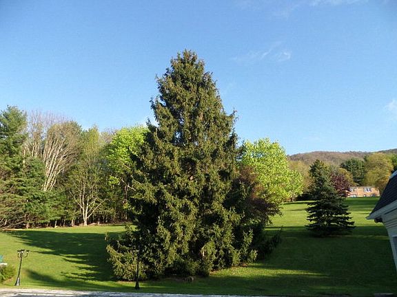View of Back Lawn and Lot