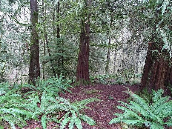 2nd image of 31307 NE Brickie Creek Dr