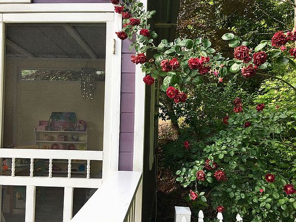 9 ft. Rose bushes in bloom
