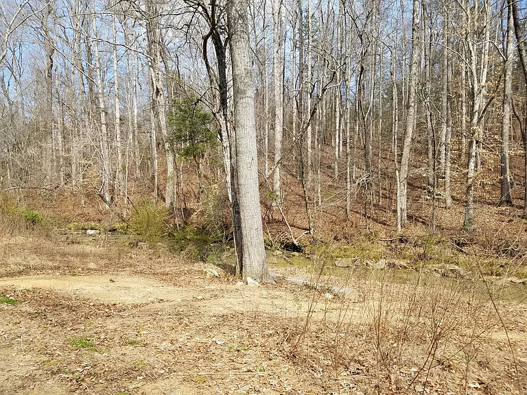 Woods in back yard
