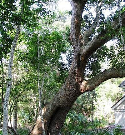 2nd image of 9 Laurel Cherry Court