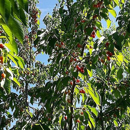 Wonderful cherry tree