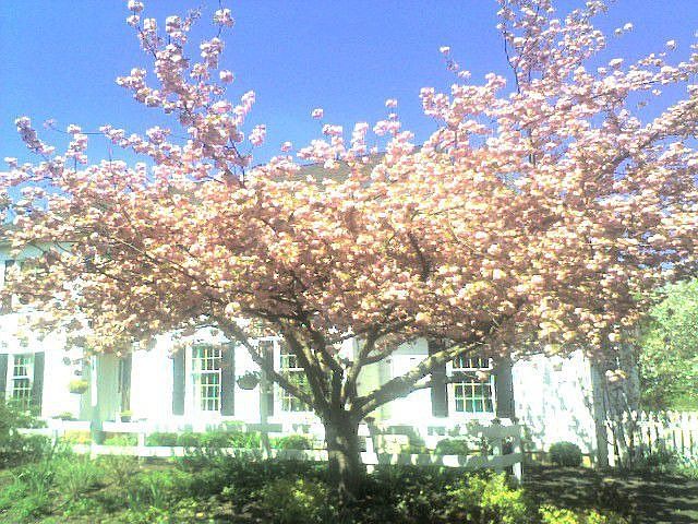 Bucks County Springtime