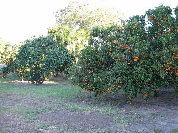 Large Back Yard