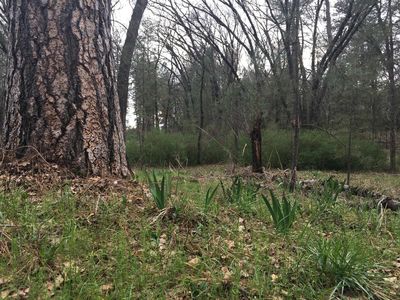 Meadow Vista Rd, Meadow Vista, CA, 95722