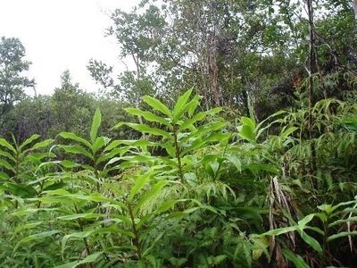 Kolea St, Mountain View, HI, 96771