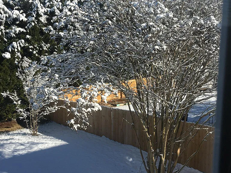 Fenced back yard with mature trees