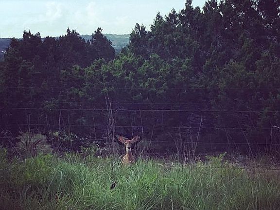 Fawn outside of property