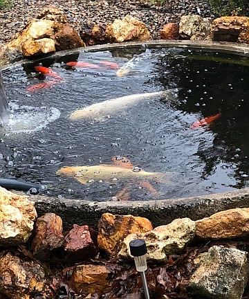 Koi