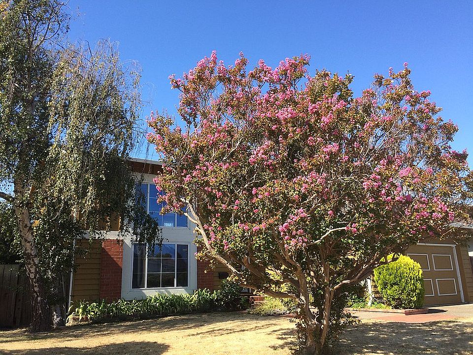 2nd image of 983 Lurline Dr