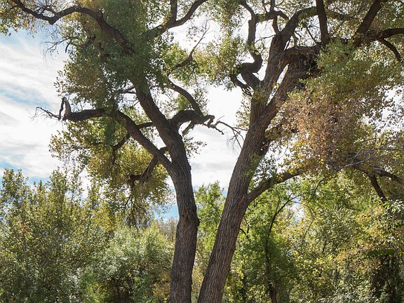 A Canopy Of 100 Trees