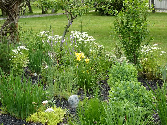 perennial garden