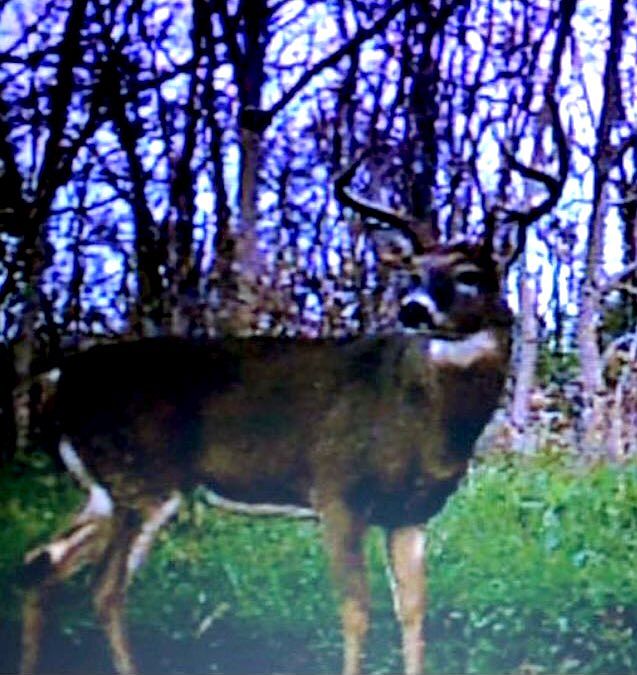 Abundant Trophy Deer 