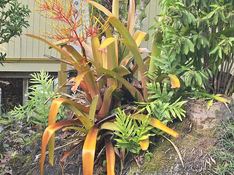 Colorful plants