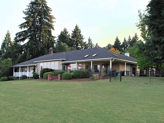 Tall Evergreen Tree Surround