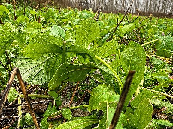 Second blind on property