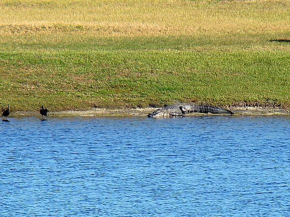 Wildlife, as seen from lanai