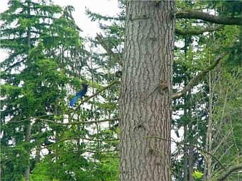 Stellar bluejay from the balcony.