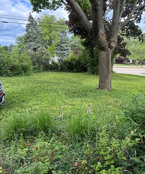 beautiful front yard