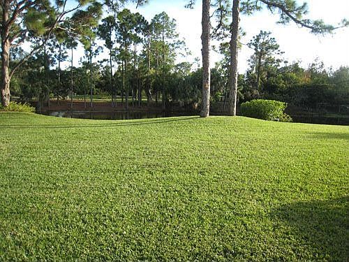 View of Backyard