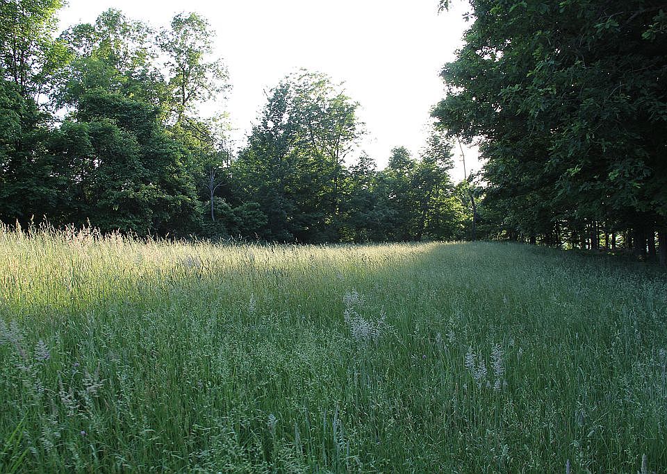 Open/woods