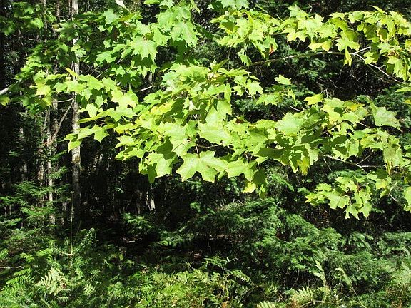3rd image of 14831 E North Caribou Lake Rd