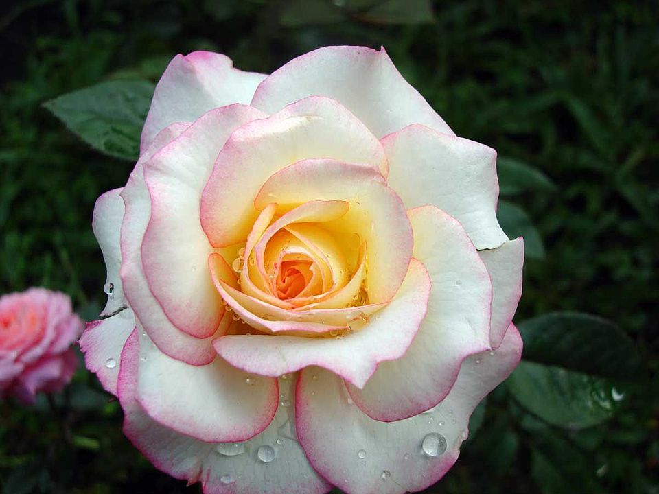 vibrant rose garden