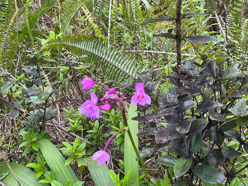 1st image of Road 10 Poouli Lot 5725