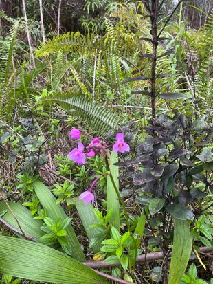 Road 10 Poouli Lot 5725, Kurtistown, HI 96760