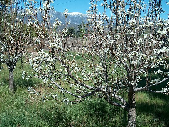 asian pears blooming in orchard