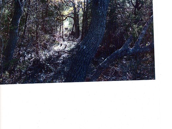 Tour through the jungle