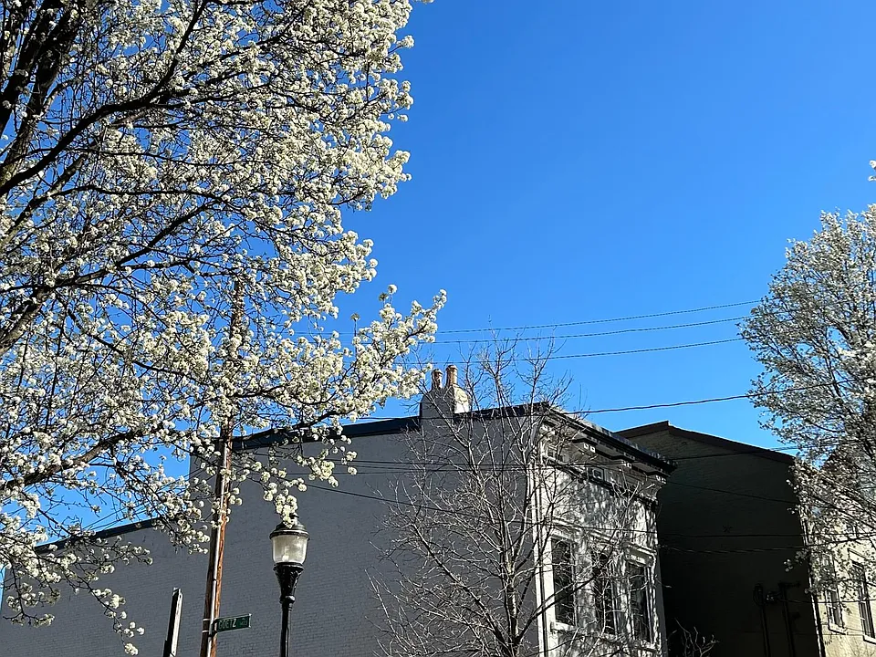 Orchard street in OTR