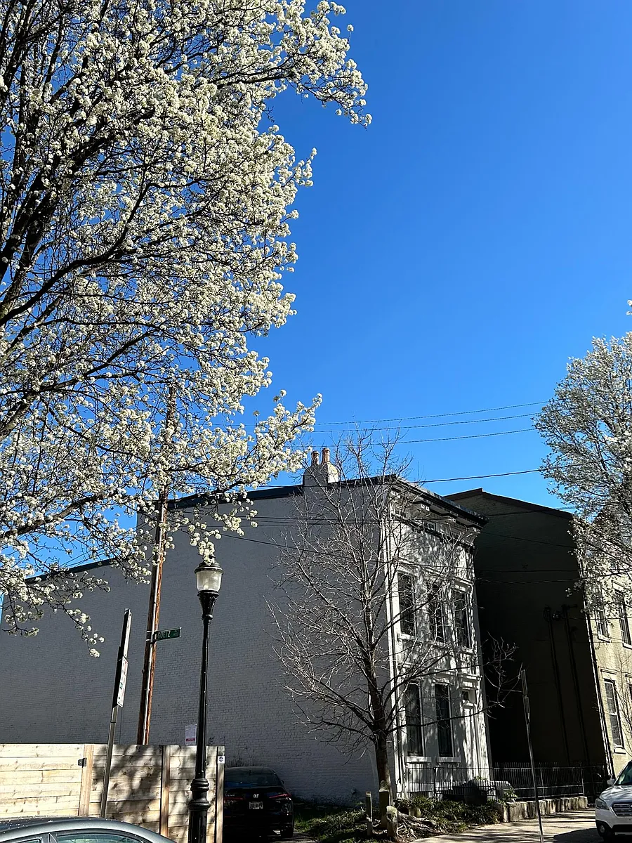 Orchard Street in OTR - 210 Orchard St #1