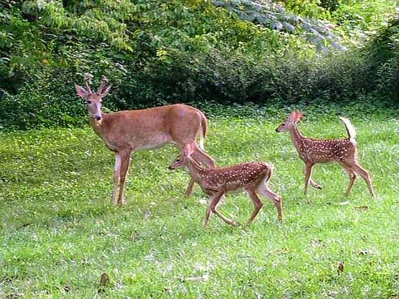 Actual Deer in the Front Yard