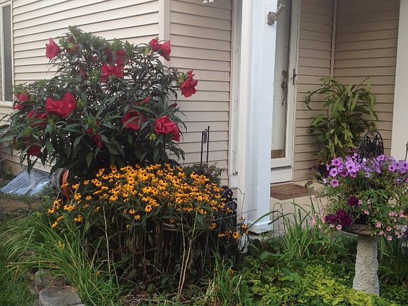 mid summer perennials