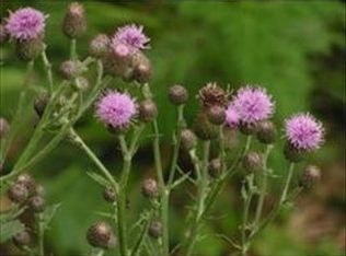 11 Overlook Ave, Londonderry, NH 03053