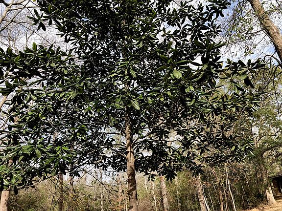 5th image of 104 Dogwood Valley