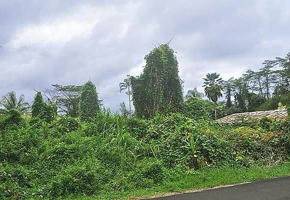 5th image of Puni Mauka Loop S Lot 405
