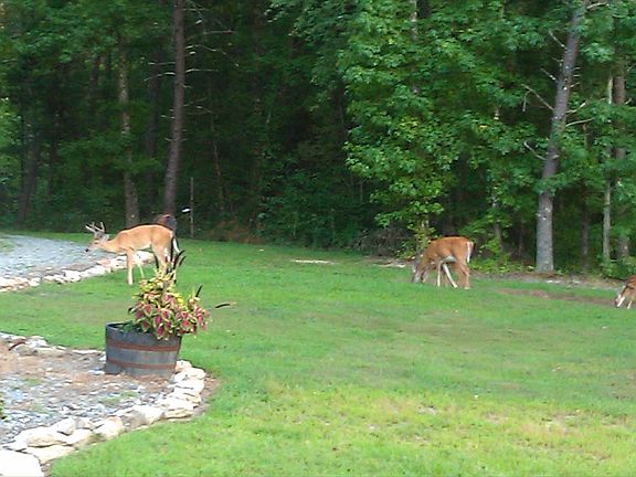 Front yard