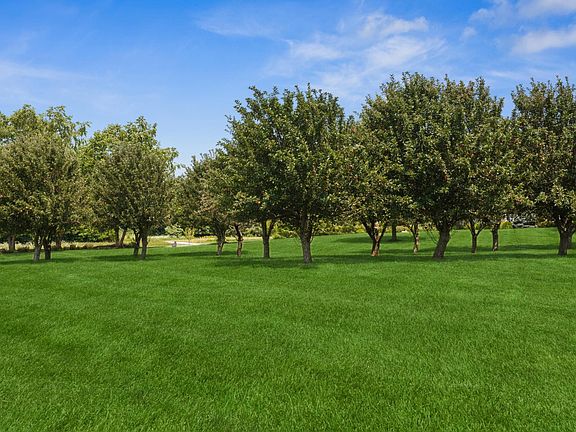 Apple orchard